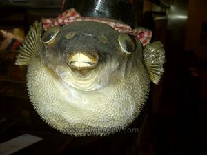 Fugu